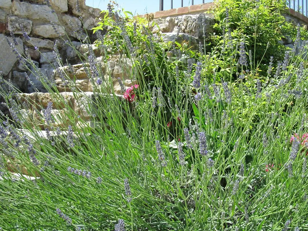 Agriturismo Borghetto Il Montino Rapolano Terme