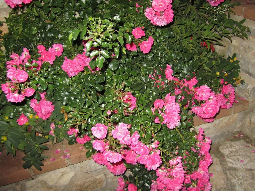 Agriturismo Borghetto Il Montino Rapolano Terme